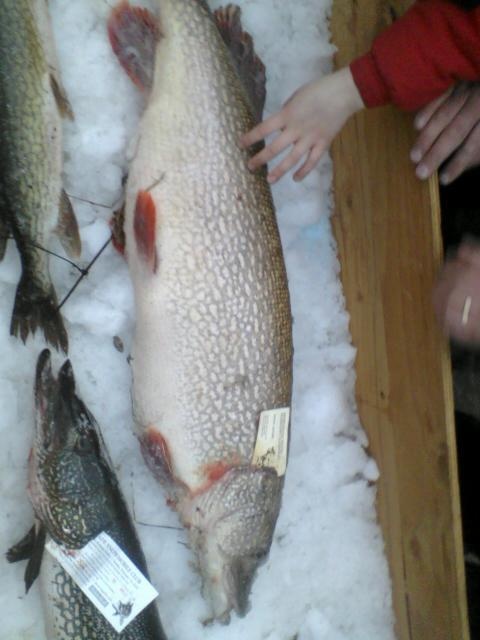 15lb. Pike
